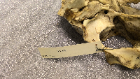 Odocoileus virginianus image