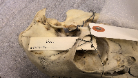Odocoileus virginianus image