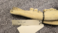 Odocoileus virginianus image