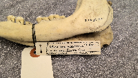 Odocoileus virginianus image