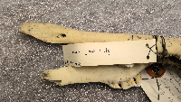 Odocoileus virginianus image