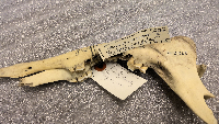 Odocoileus virginianus image