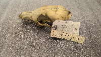Vulpes vulpes image