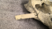 Odocoileus virginianus image