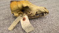 Canis latrans image