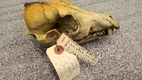 Canis latrans image