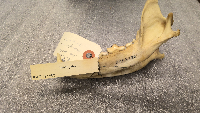 Canis latrans image