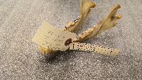 Canis latrans image