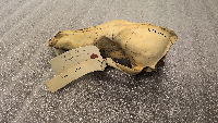 Canis latrans image