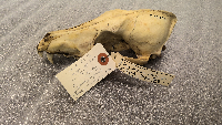 Canis latrans image