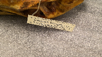 Odocoileus virginianus image