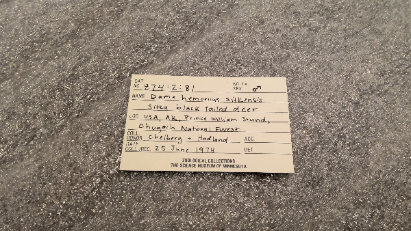 Odocoileus hemionus image