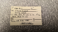 Canis lupus image