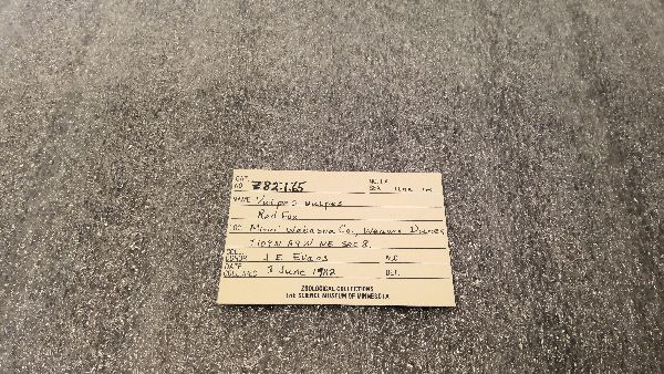 Vulpes vulpes fulva image