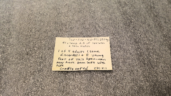 Nyctereutes procyonoides image