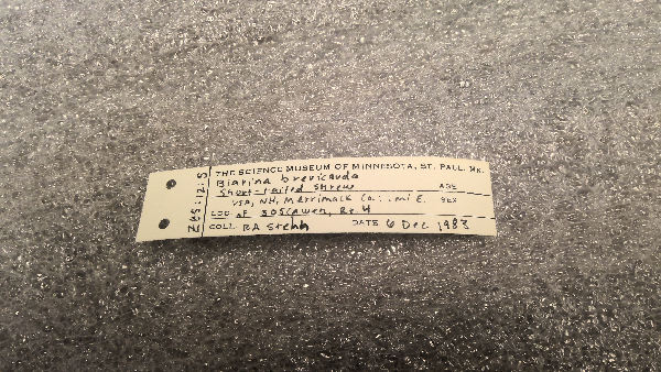 Coccyzus erythropthalmus image