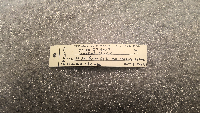 Sorex cinereus image