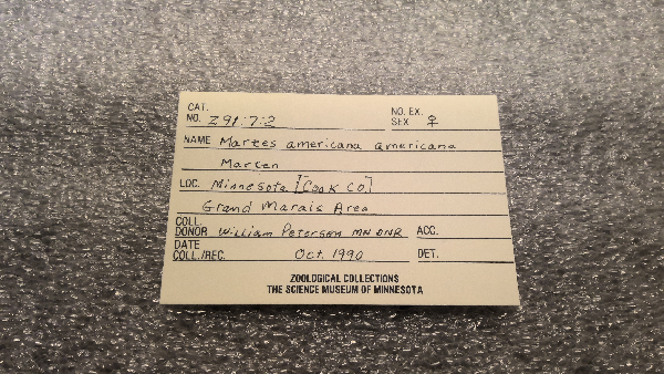 Martes americana americana image