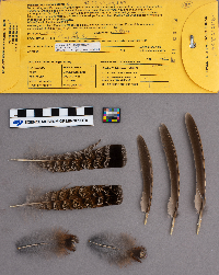 Bonasa umbellus image