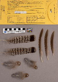 Bonasa umbellus image