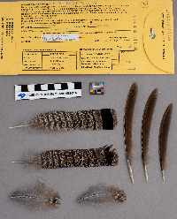 Bonasa umbellus image