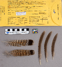 Bonasa umbellus image