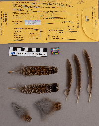 Bonasa umbellus image