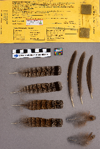 Bonasa umbellus image