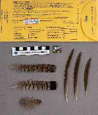 Bonasa umbellus image