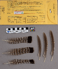 Bonasa umbellus image