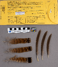 Bonasa umbellus image