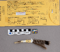 Bonasa umbellus image