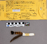 Bonasa umbellus image