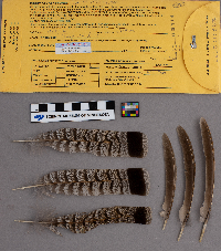 Bonasa umbellus image