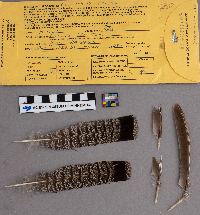 Bonasa umbellus image