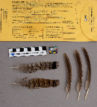 Bonasa umbellus image