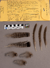 Bonasa umbellus image