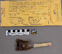 Bonasa umbellus image