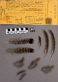 Bonasa umbellus image