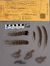 Bonasa umbellus image