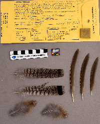 Bonasa umbellus image