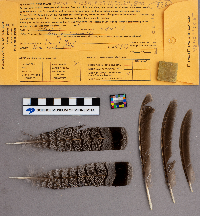 Bonasa umbellus image