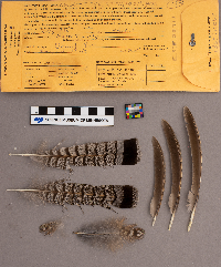 Bonasa umbellus image