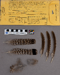 Bonasa umbellus image