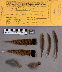 Bonasa umbellus image