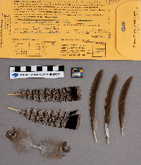 Bonasa umbellus image