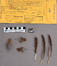 Bonasa umbellus image