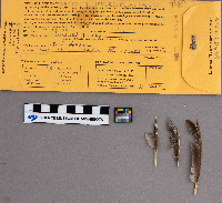 Bonasa umbellus image