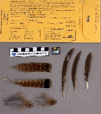 Bonasa umbellus image