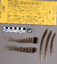 Bonasa umbellus image